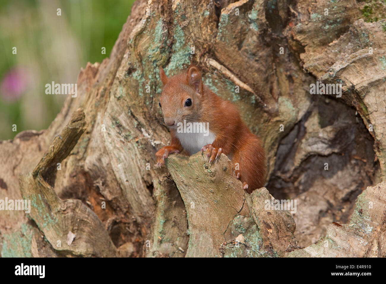 Scoiattolo rosso, Eurasian scoiattolo rosso, scoiattolo cub hatchling, drop, Eichhörnchen, Jungtier, Sciurus vulgaris, Écureuil d'Europa Foto Stock