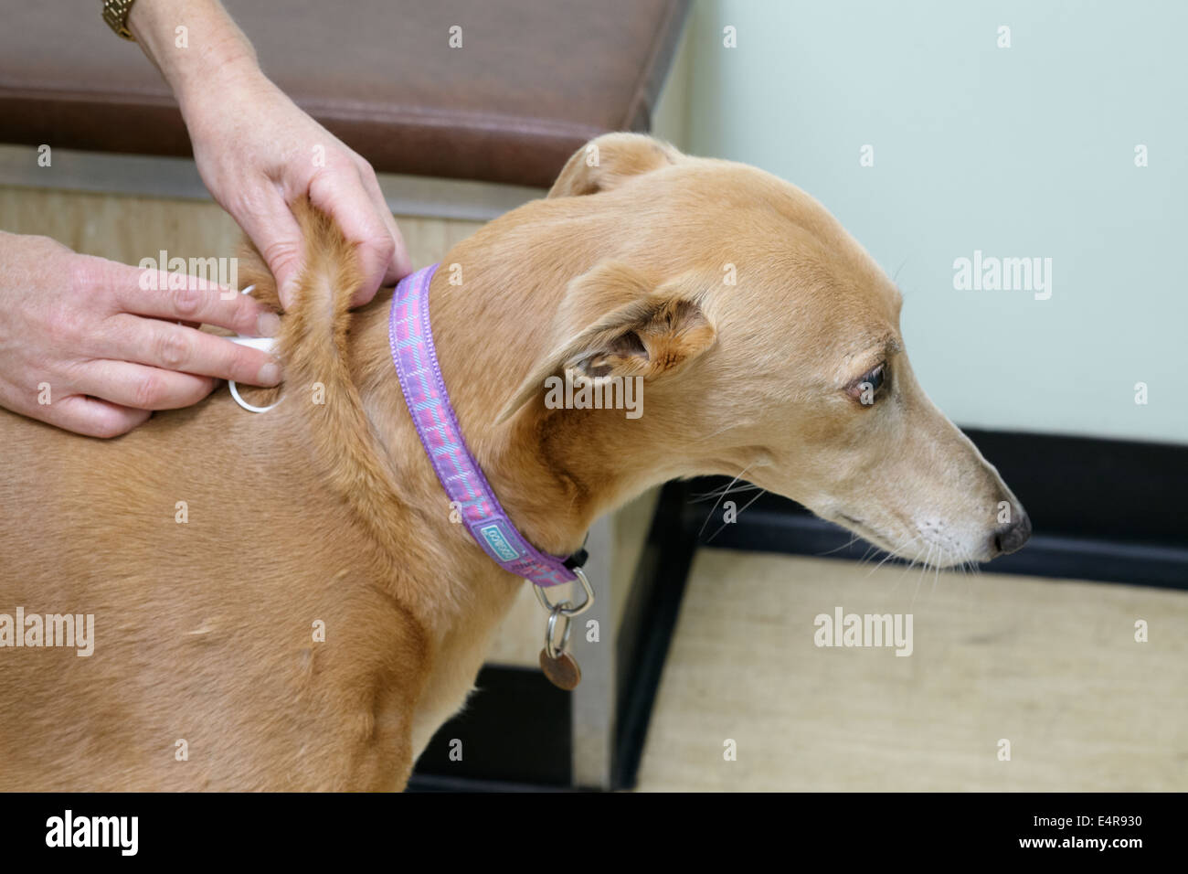 Lurcher avente microchip inserito sotto la pelle Foto Stock