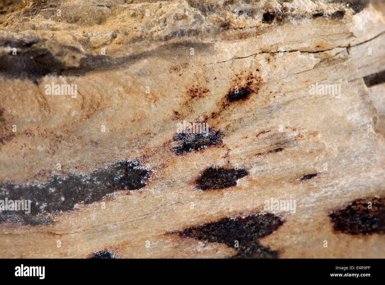 Extreme foto macro di legno pietrificato, Paesi Bassi Foto Stock