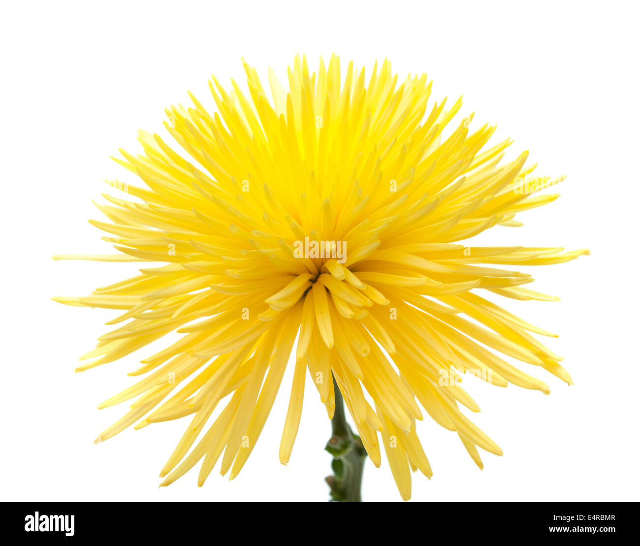 Crisantemo giallo isolato su bianco Foto Stock