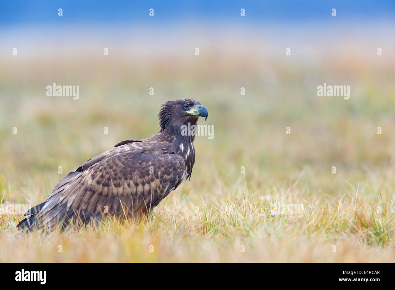 Sea Eagle, Erne, bianco-tailed Eagle, Seeadler, Haliaeetus albicilla Foto Stock