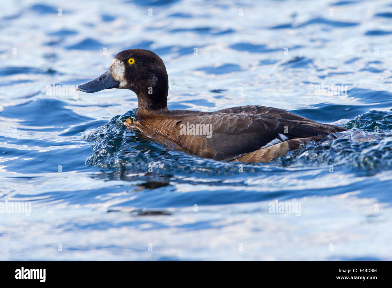 Bergente, maggiore Scaup, Scaup, Aythya marila, Anas marila, Fuligule milouinan, Porrón Bastardo Foto Stock