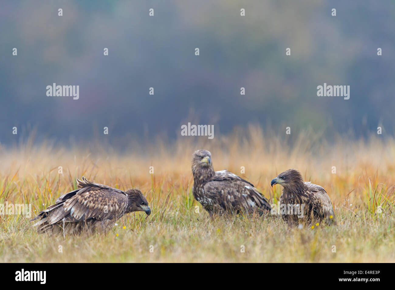 Sea Eagle, Erne, bianco-tailed Eagle, Seeadler, Haliaeetus albicilla Foto Stock