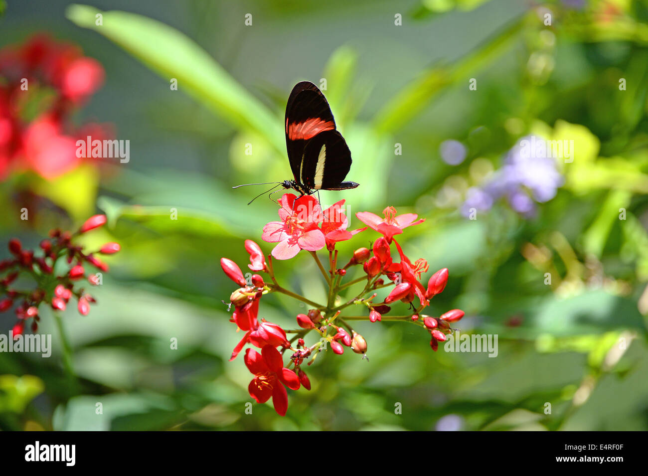 Piccolo postino butterfly appollaiato sul fiore Foto Stock