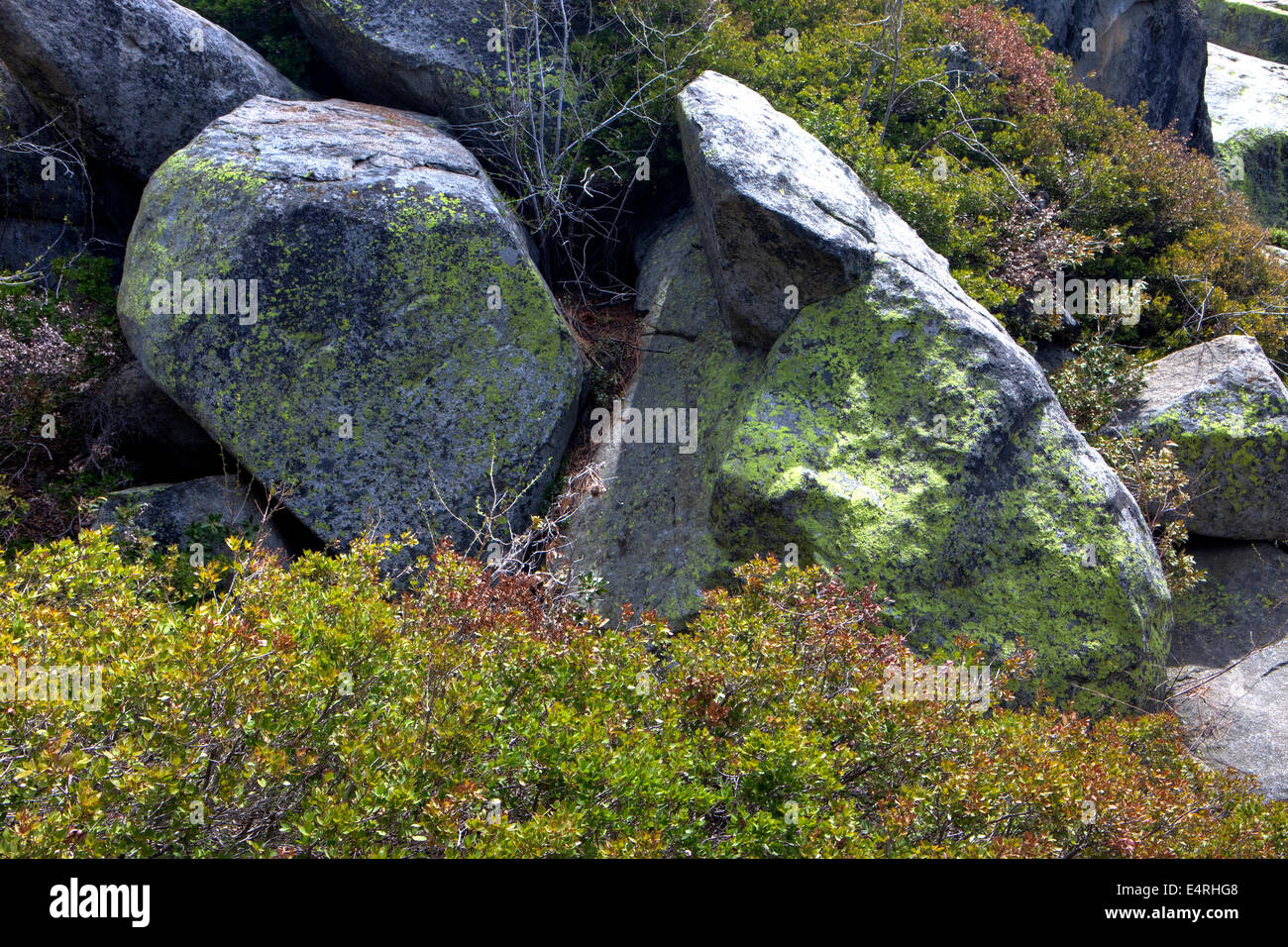 I licheni sulle rocce,Yosemite National Park, California, Stati Uniti d'America Foto Stock