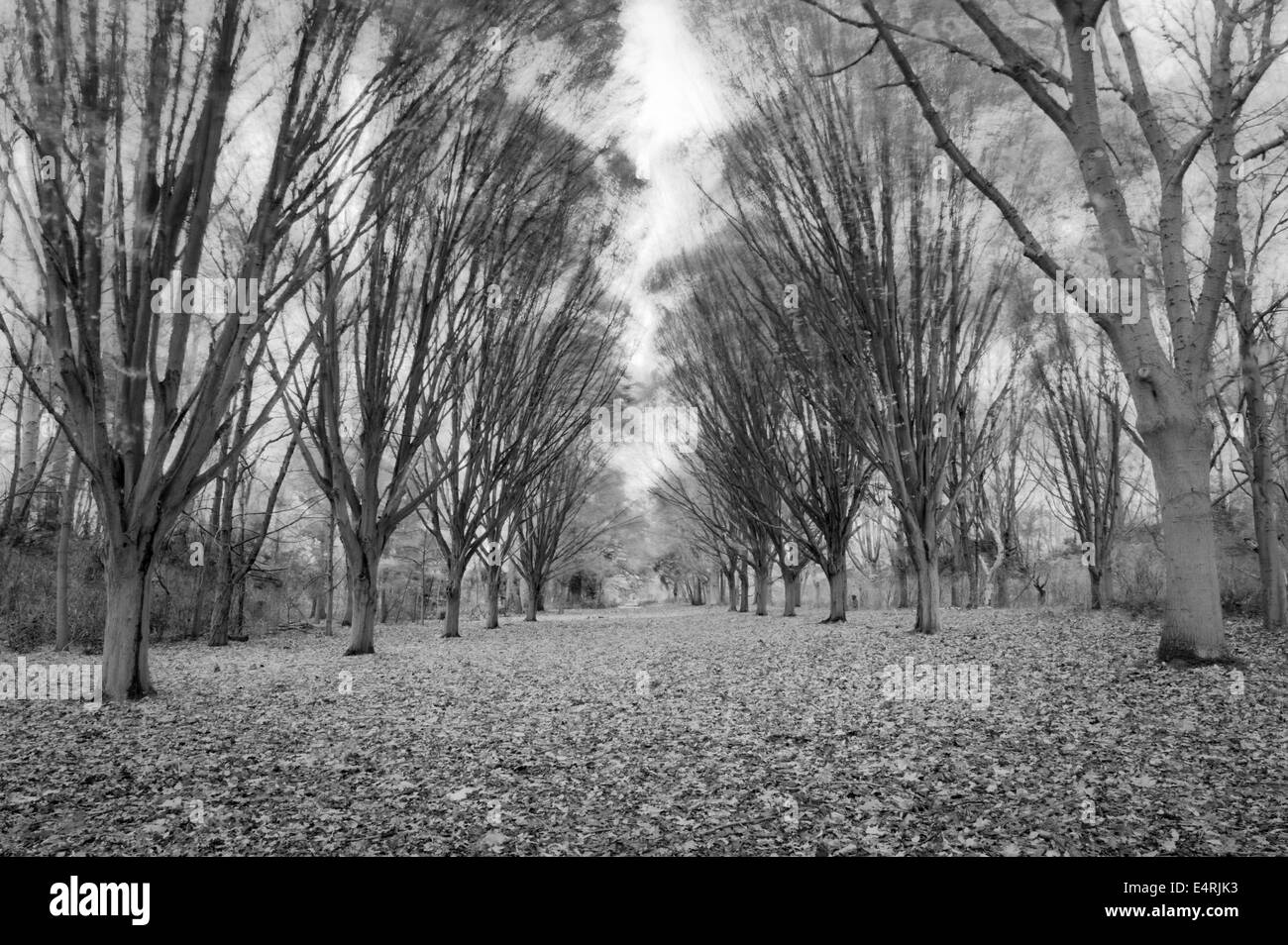 Per una passeggiata in un bosco di alberi maturi ondeggianti nel vento d'autunno. In bianco e nero. Foto Stock