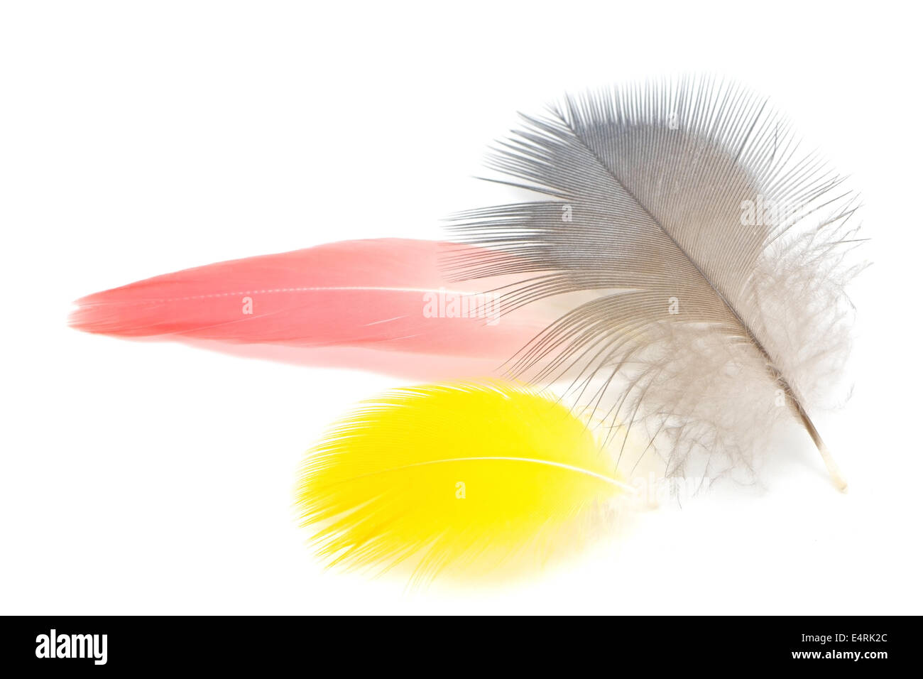Le penne degli uccelli, isolato su sfondo bianco Foto Stock