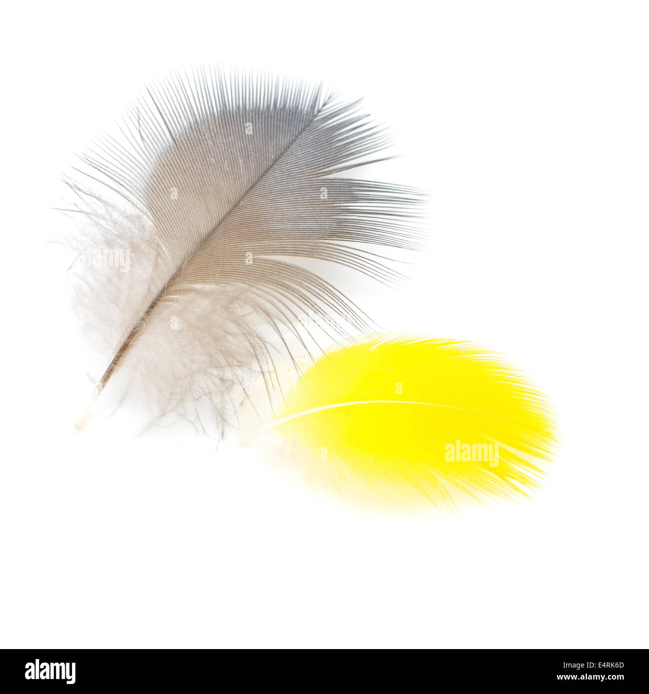 Le penne degli uccelli, isolato su sfondo bianco Foto Stock