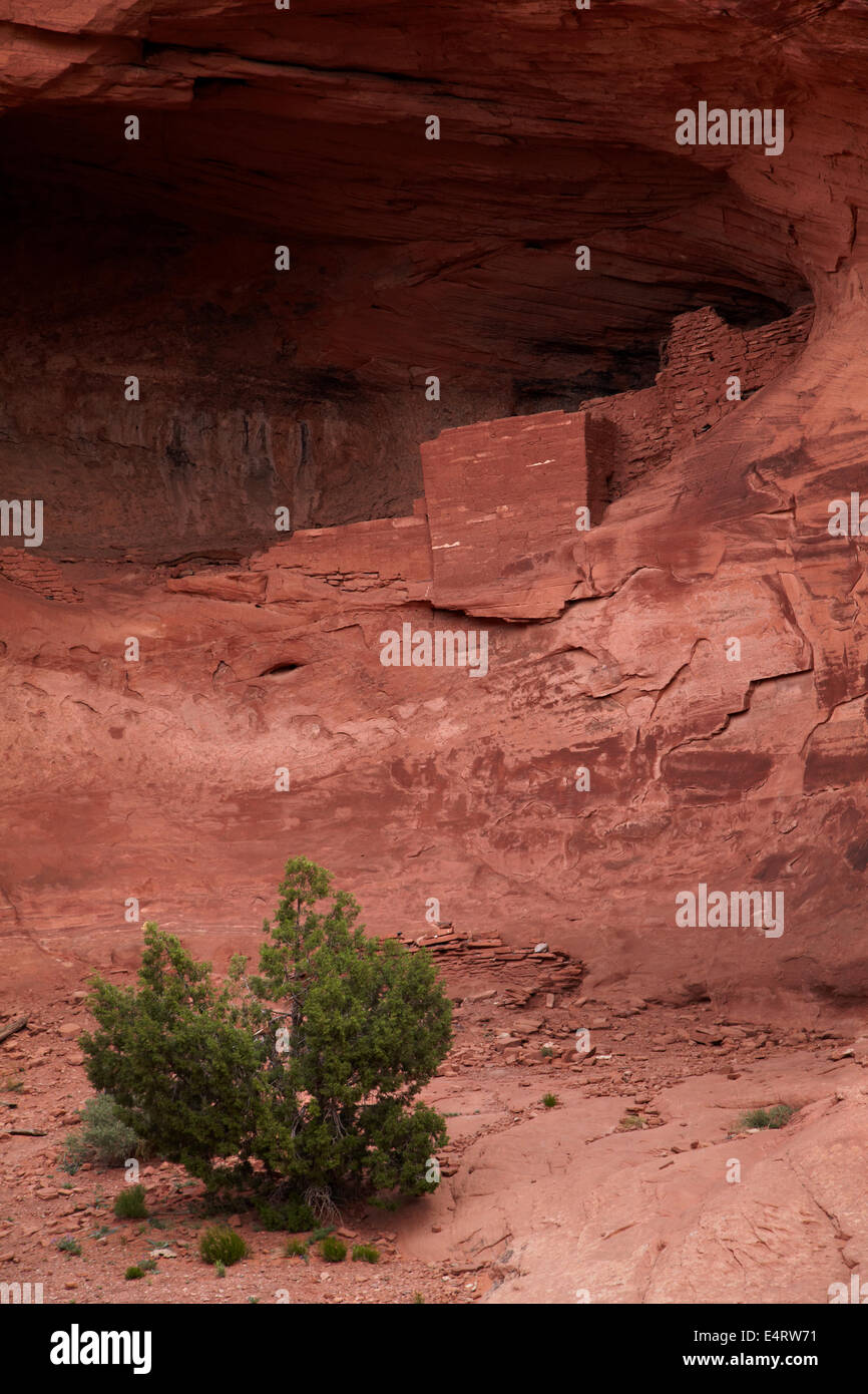 Casa quadrata rovine antiche Anasazi cliff abitazione, Mistero Valley, Monument Valley Navajo Nation, Arizona, Stati Uniti d'America Foto Stock