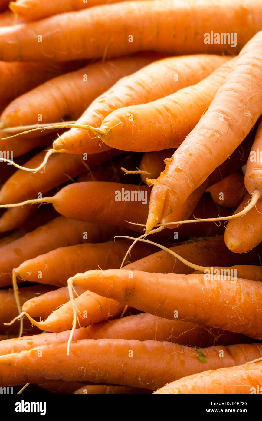 Le carote fresche, foto simbolico per il cibo, la freschezza, il cibo sano, Frische Karotten, Symbolfoto fuer Lebensmittel, Frische, Gesund Foto Stock