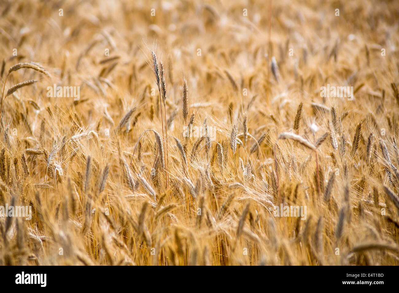 Un campo di grano in estate. Raccolto nell'agricoltura, Ein Feld mit Getreide im Sommer. Ernte in der Landwirtschaft Foto Stock