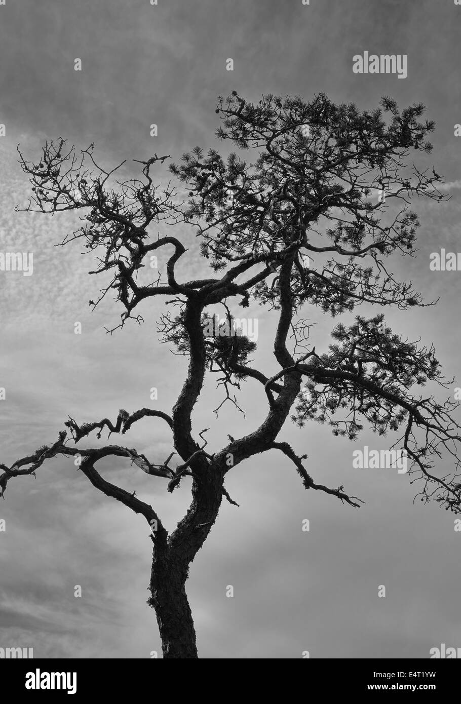 Recedono di pino e di cielo nuvoloso, immagine in bianco e nero, formato verticale Foto Stock