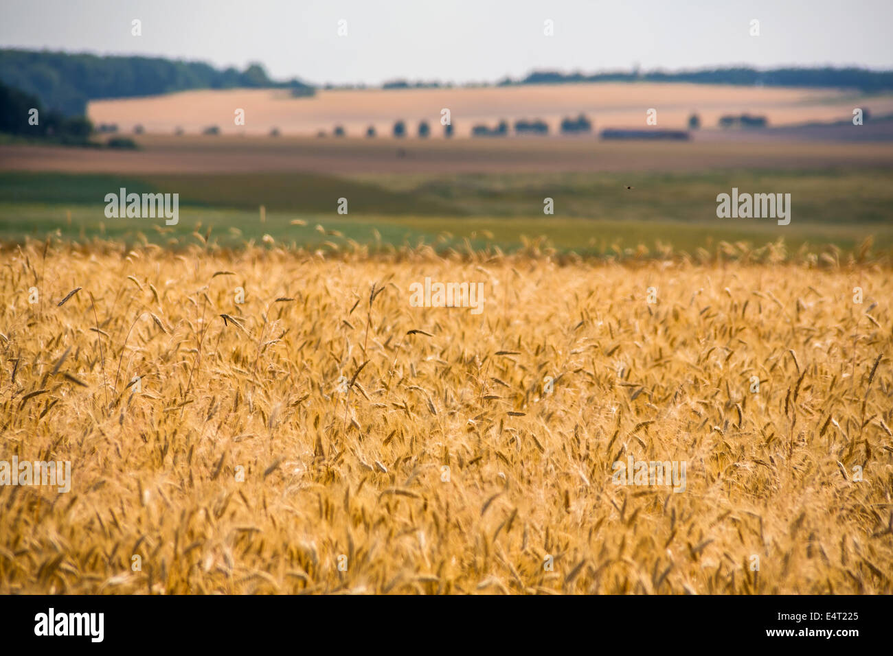 Un campo di grano in estate. Raccolto nell'agricoltura, Ein Feld mit Getreide im Sommer. Ernte in der Landwirtschaft Foto Stock