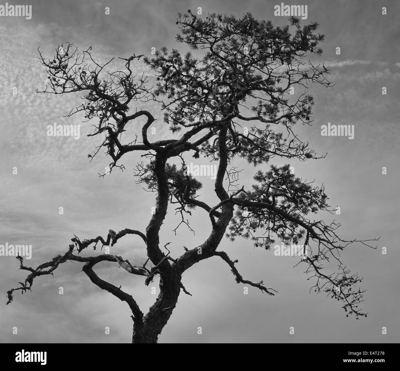 Recedono di pino e di cielo nuvoloso, immagine in bianco e nero, formato con orizzonte di riferimento Foto Stock