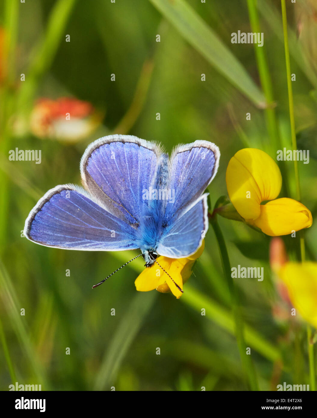Comune di farfalle blu sul Trifoglio del piede dell'uccello. Hurst Prati, West Molesey Surrey, Inghilterra. Foto Stock