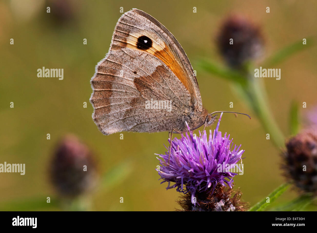 Prato farfalla marrone su fiordaliso. Hurst Prati, West Molesey Surrey, Inghilterra. Foto Stock