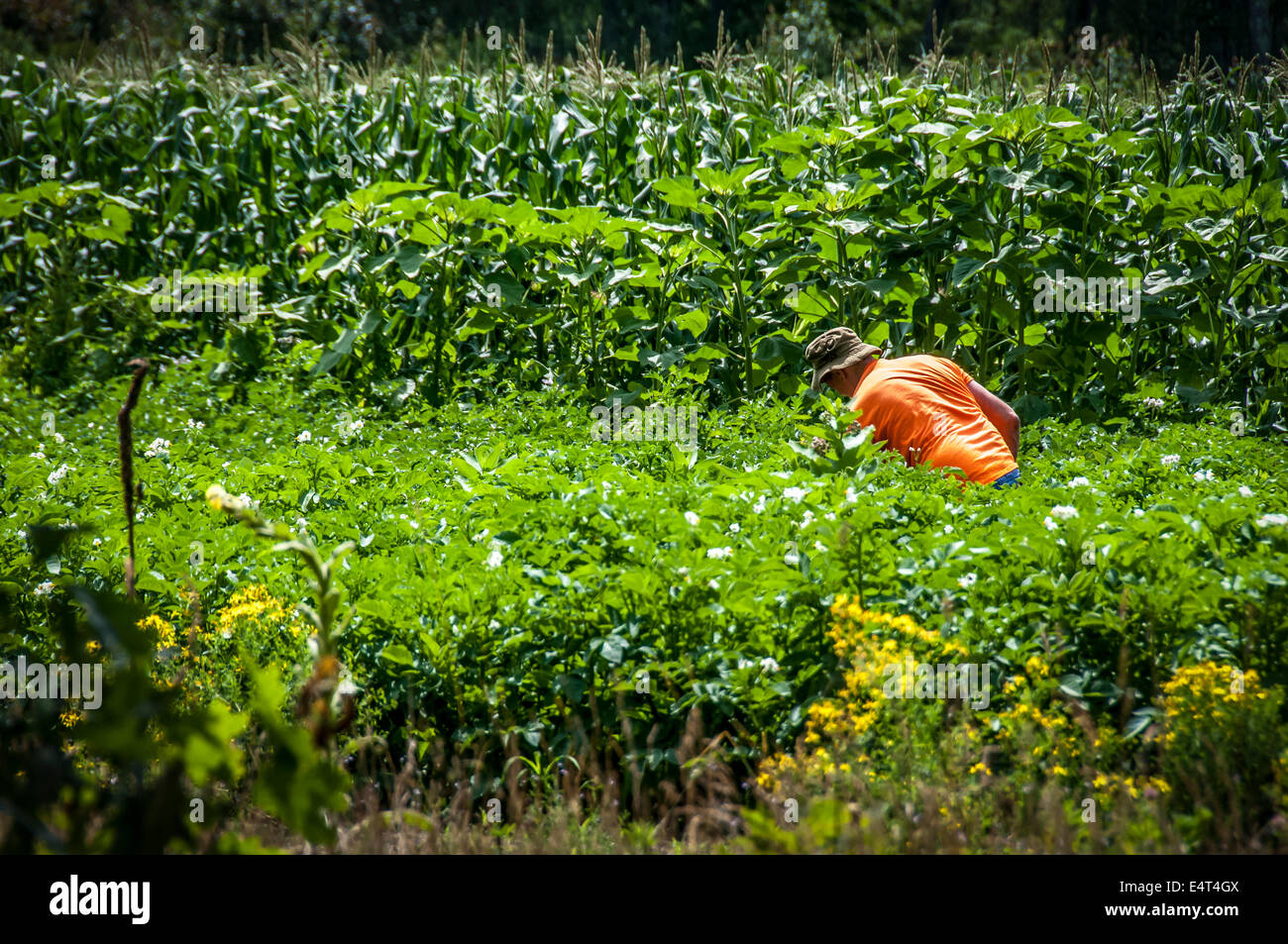Questo agricoltore in pozzetti Maine, U.S.A., ha un grande lavoro davanti a lui come egli propone di eliminare il suo giardino di poco più di due acri di terreno. Foto Stock