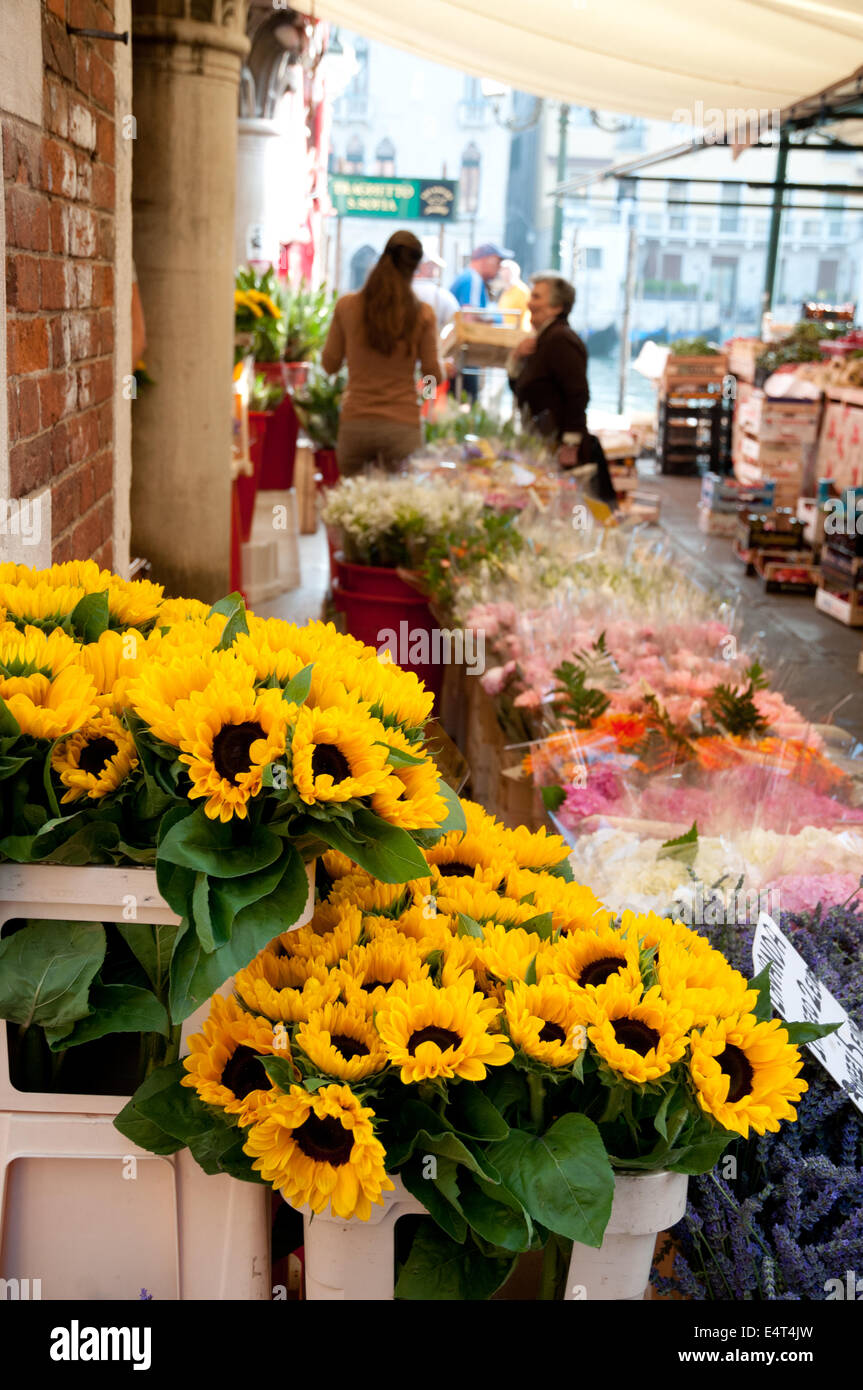 Sun fiori su un fiore in stallo sul mercato di Rialto Venezia Italia Foto Stock