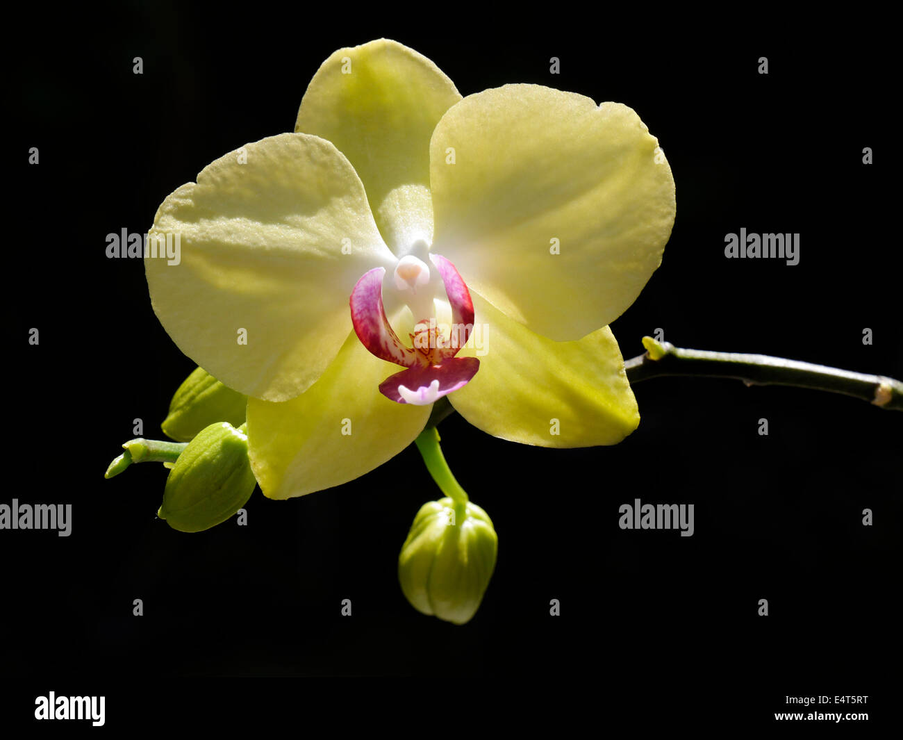 Orchid Phalaenopsis giallo con bud Foto Stock