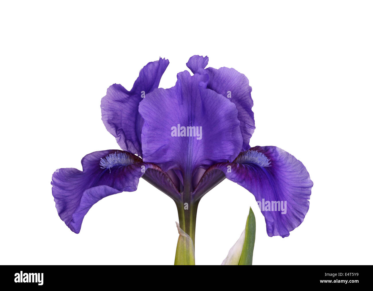 Fiore di un viola scuro, nano barbuto cultivar iride isolata contro uno sfondo bianco Foto Stock