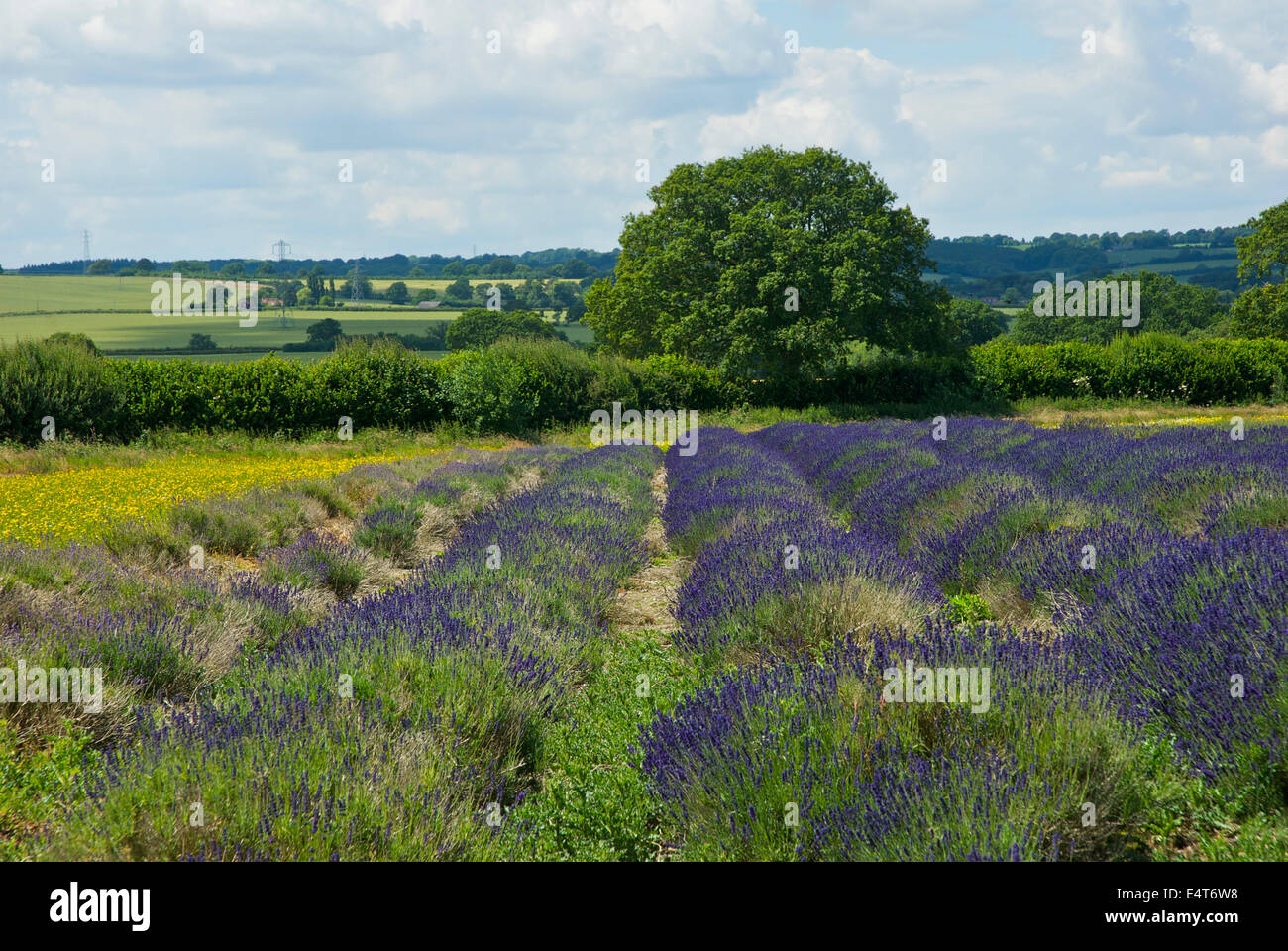 I campi di lavanda, Hartley Park Farm, Alton, Hampshire, Inghilterra, Regno Unito Foto Stock