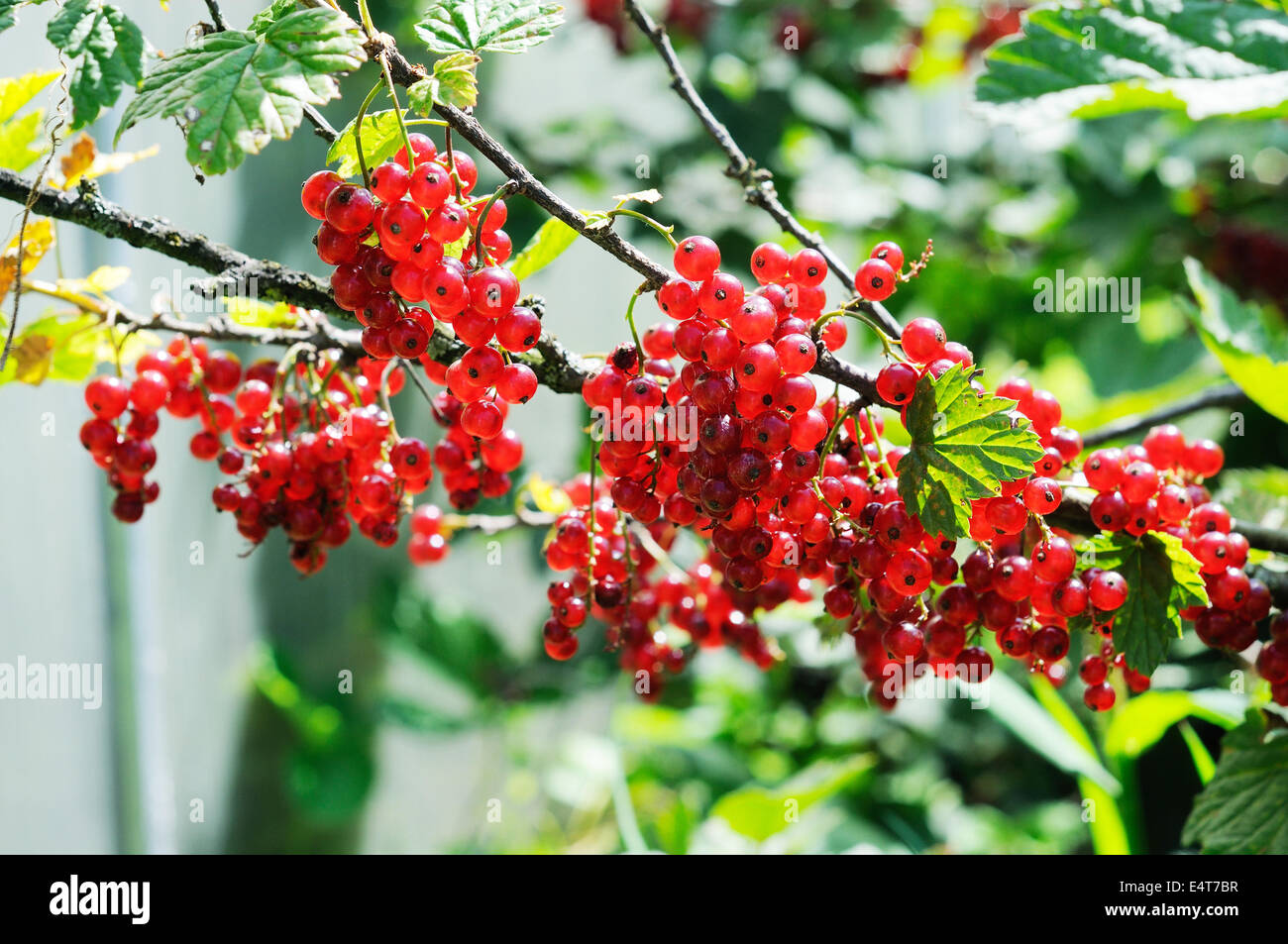 Luminose le bacche di ribes rosso sulla boccola Foto Stock