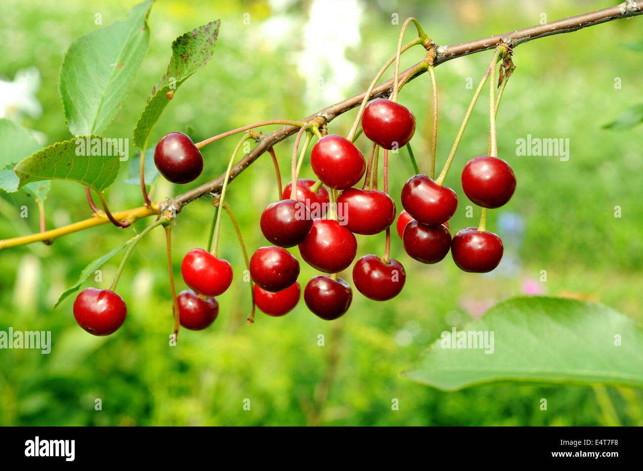 Ramo di ciliegia matura. Molti frutti di bosco luminoso. Foto Stock