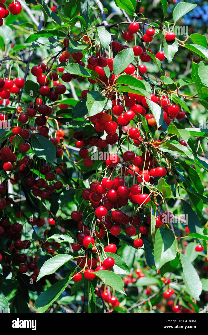 Ramo di ciliegia matura. Abbondanza di frutti a bacca rossa. Foto Stock