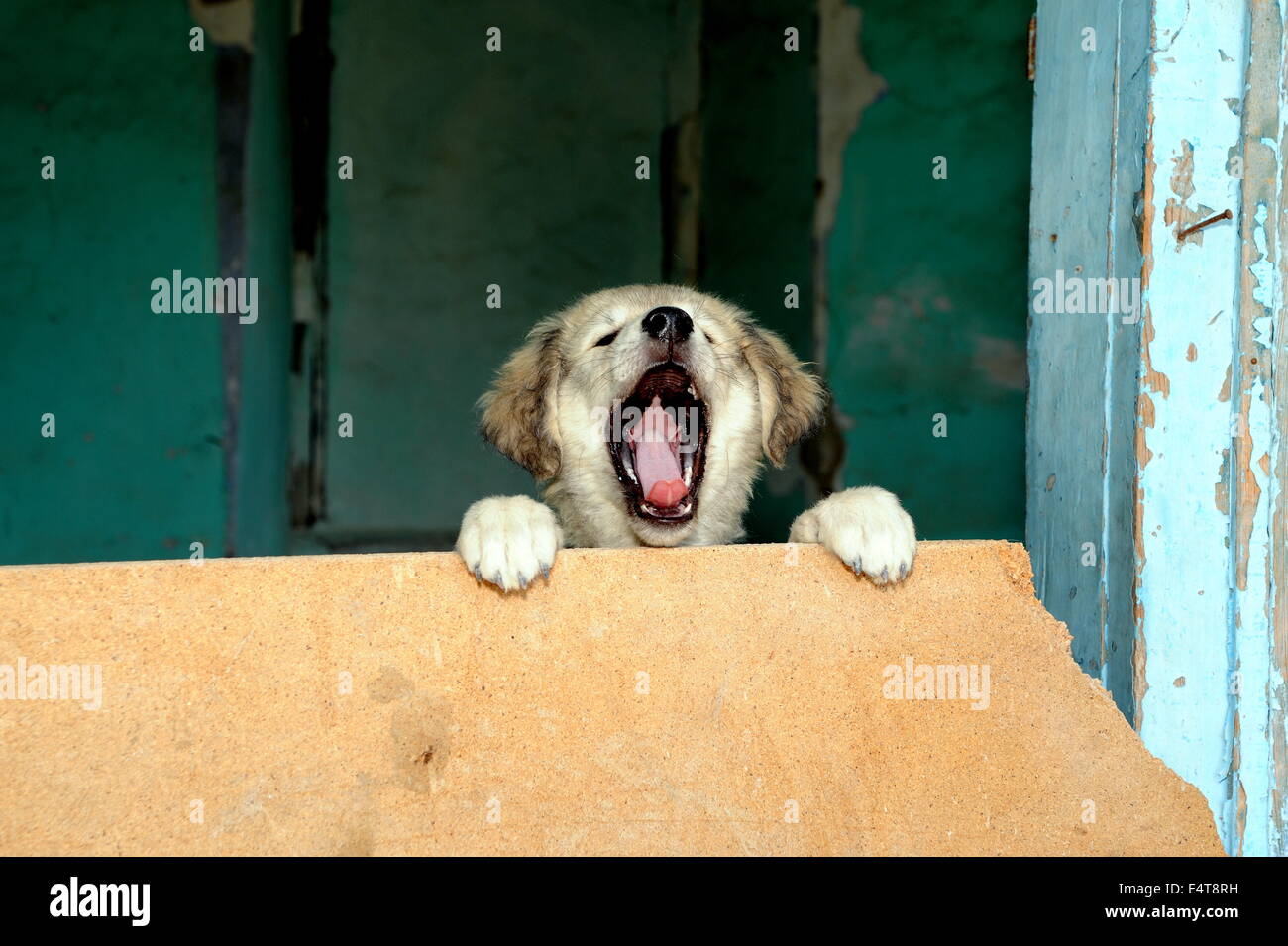 Golden Retriever cucciolo sbadigli Foto Stock