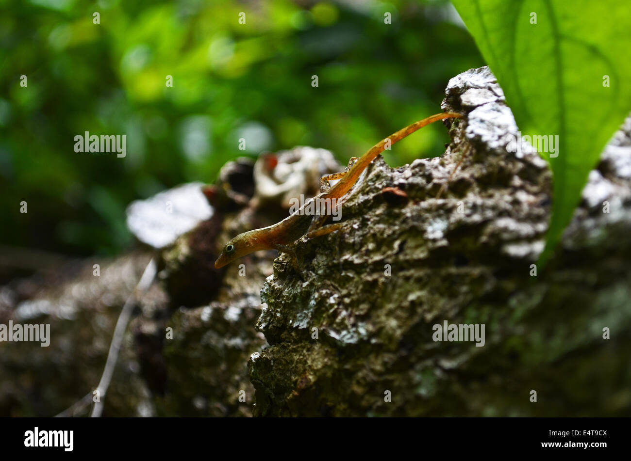 Anolis lizard, Ottley's Plantation Inn, St Kitts Foto Stock