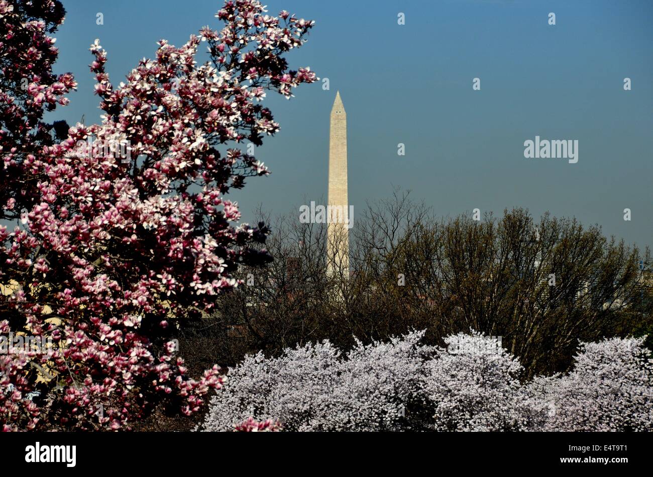Washington, DC: il Monumento di Washington con fiori di magnolia (sinistra) e fioritura ciliegi giapponesi, Foto Stock