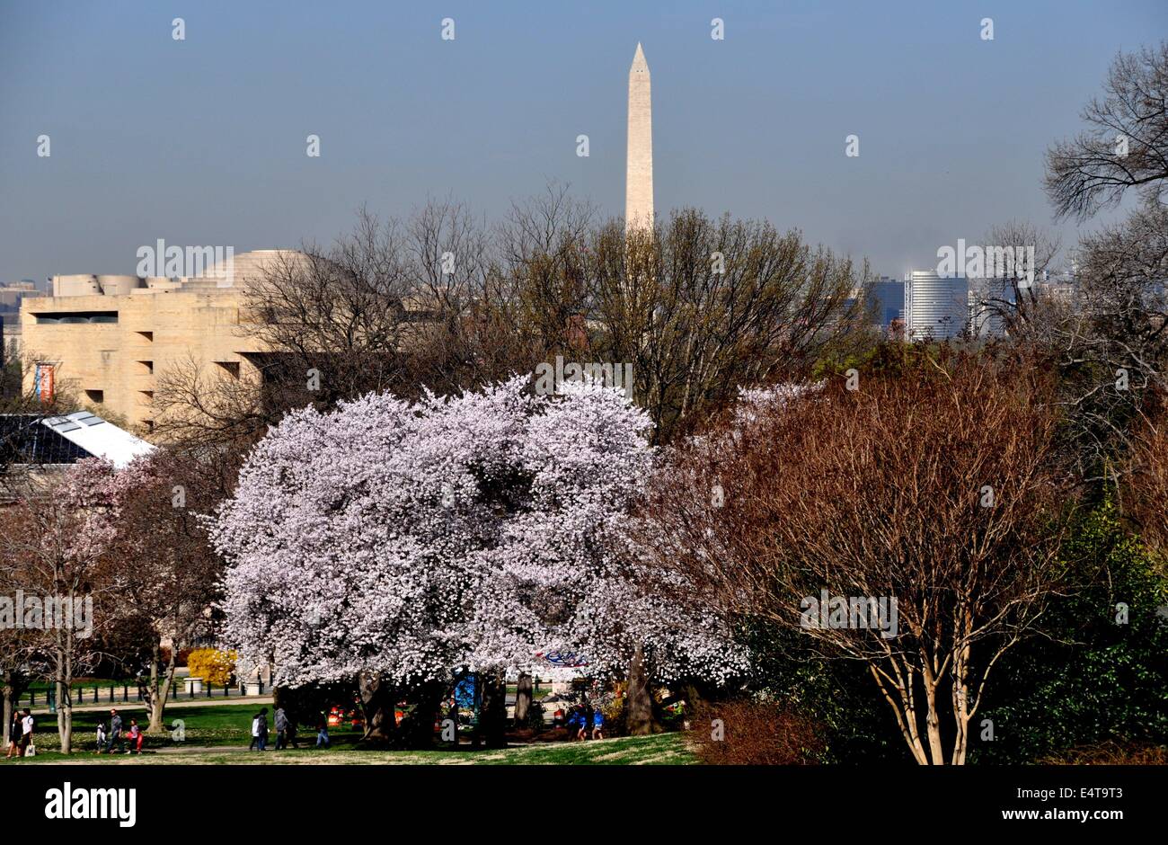 Washington, DC: la fioritura dei ciliegi e il Museo degli Indiani americani (sinistra) e il Monumento a Washington Foto Stock