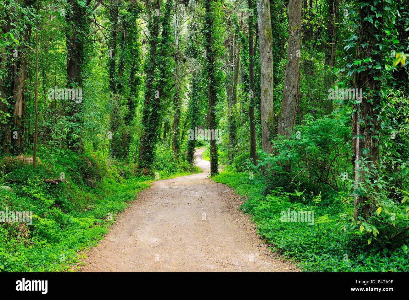 Sentiero forestale in primavera, il Parque Natural de Sintra-Cascais, Lisboa, Portogallo Foto Stock