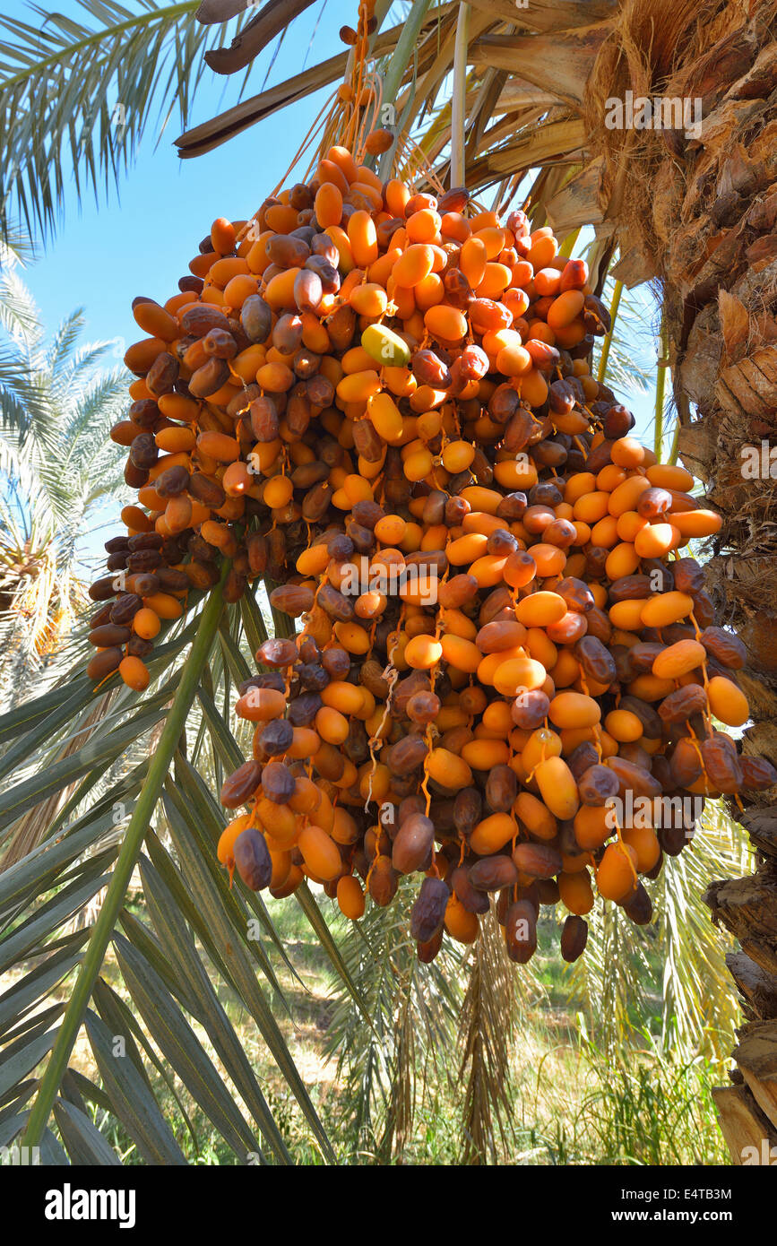 Data Palm con frutta, Al Baharia, Matruh Governatorato, deserto libico, il Deserto del Sahara, Egitto, Africa Foto Stock