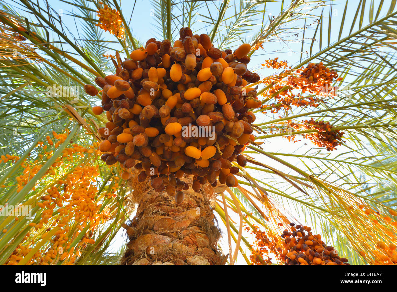 Data Palm con frutta, Al Baharia, Matruh Governatorato, deserto libico, il Deserto del Sahara, Egitto, Africa Foto Stock