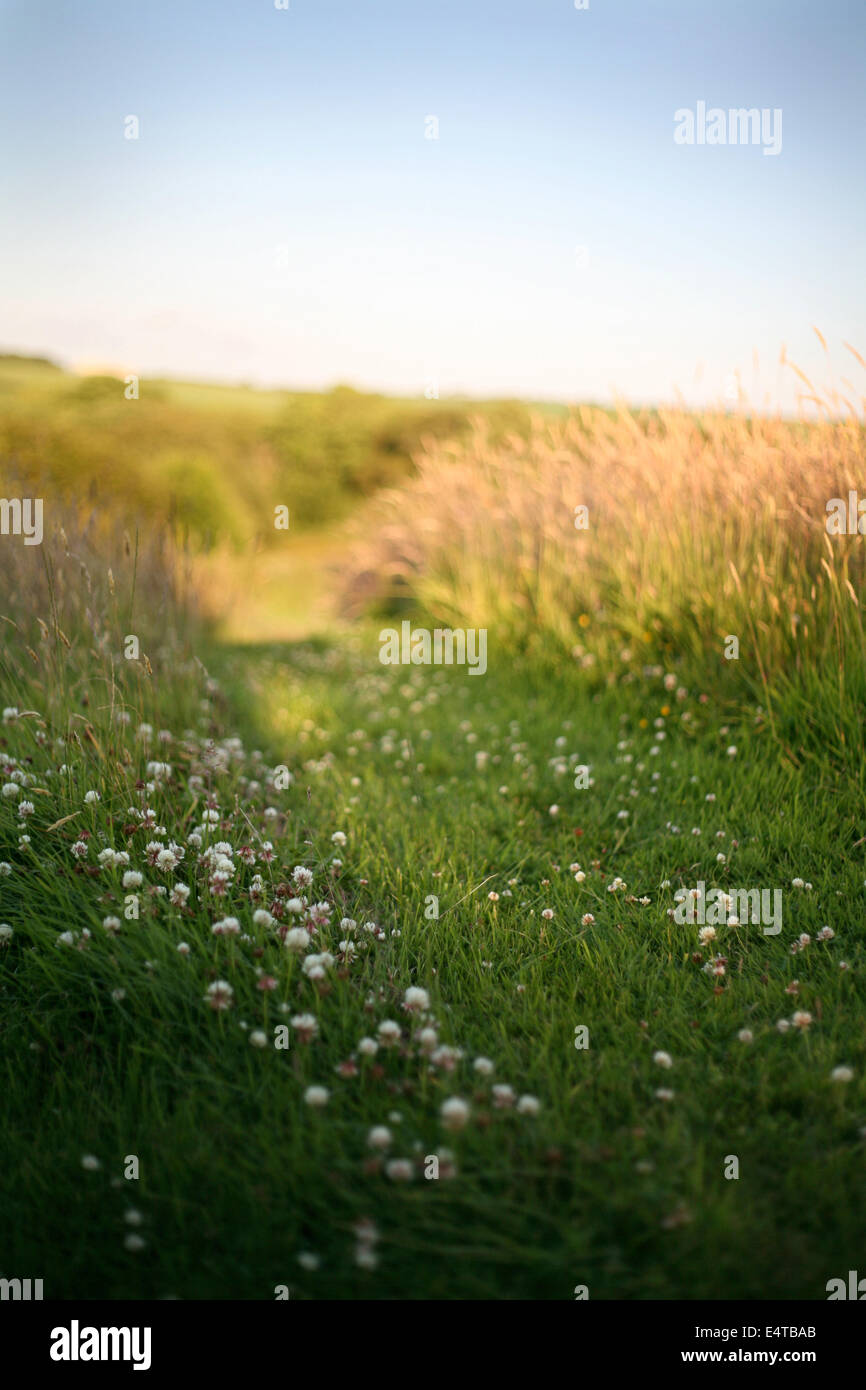 Un percorso attraverso un campo in estate Foto Stock