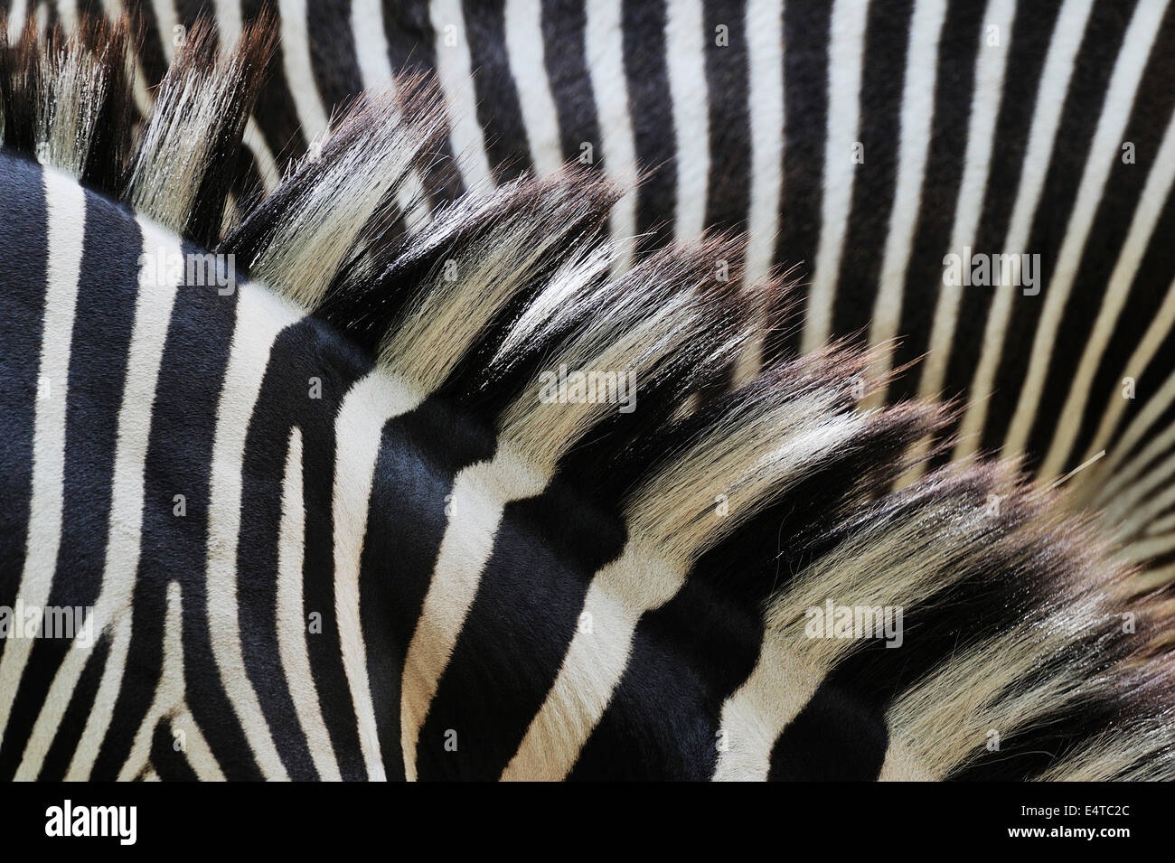 Close-up di Grevy's Zebra (Equus grevyi) strisce in Zoo di Norimberga, Baviera, Germania Foto Stock