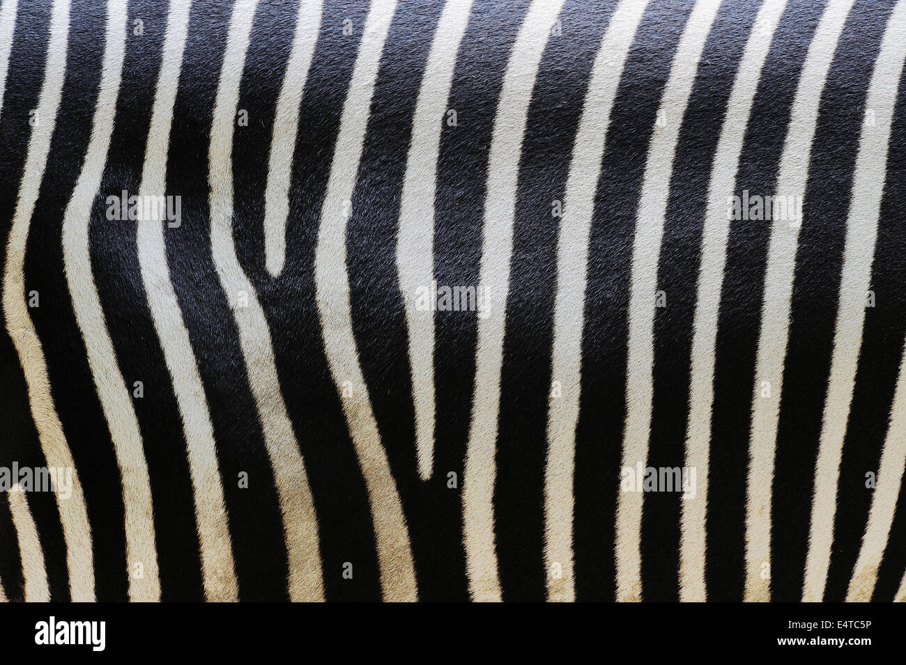 Close-up di Grevy's Zebra (Equus grevyi) strisce in Zoo di Norimberga, Baviera, Germania Foto Stock