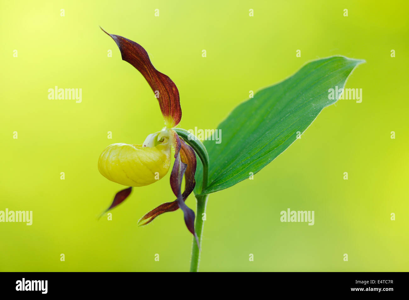 Varietà di orchidee viola (Cypripedium calceolus), Baviera, Germania Foto Stock