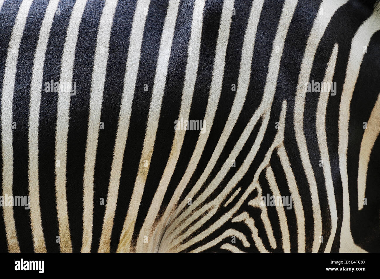 Close-up di Grevy's Zebra (Equus grevyi) strisce in Zoo di Norimberga, Baviera, Germania Foto Stock