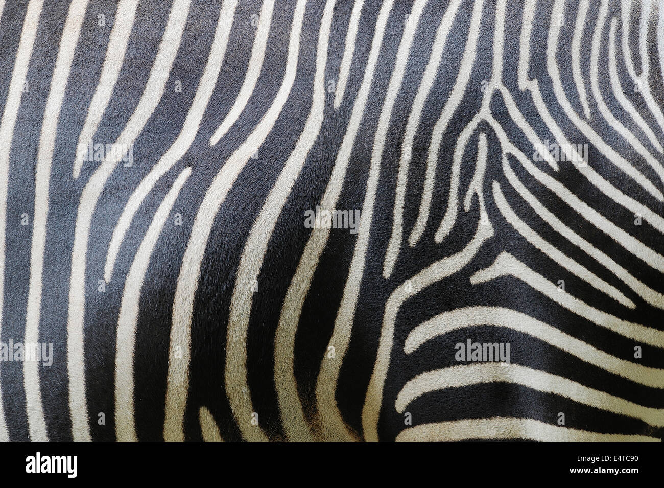 Close-up di Grevy's Zebra (Equus grevyi) strisce in Zoo di Norimberga, Baviera, Germania Foto Stock
