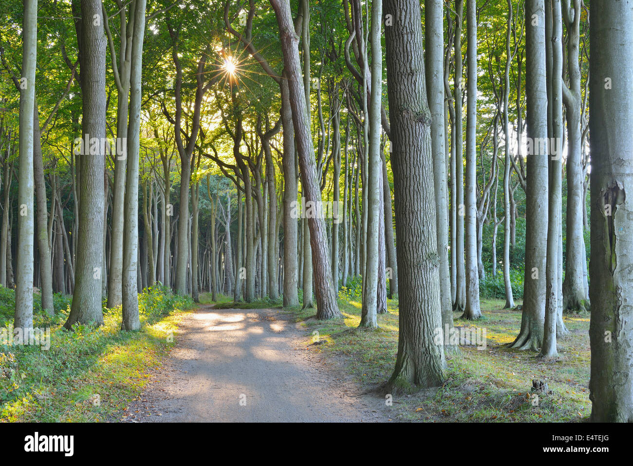 Costiero della foresta di faggio con percorso, Nienhagen, Bad Doberan, Baltico Pomerania Occidentale, Germania Foto Stock
