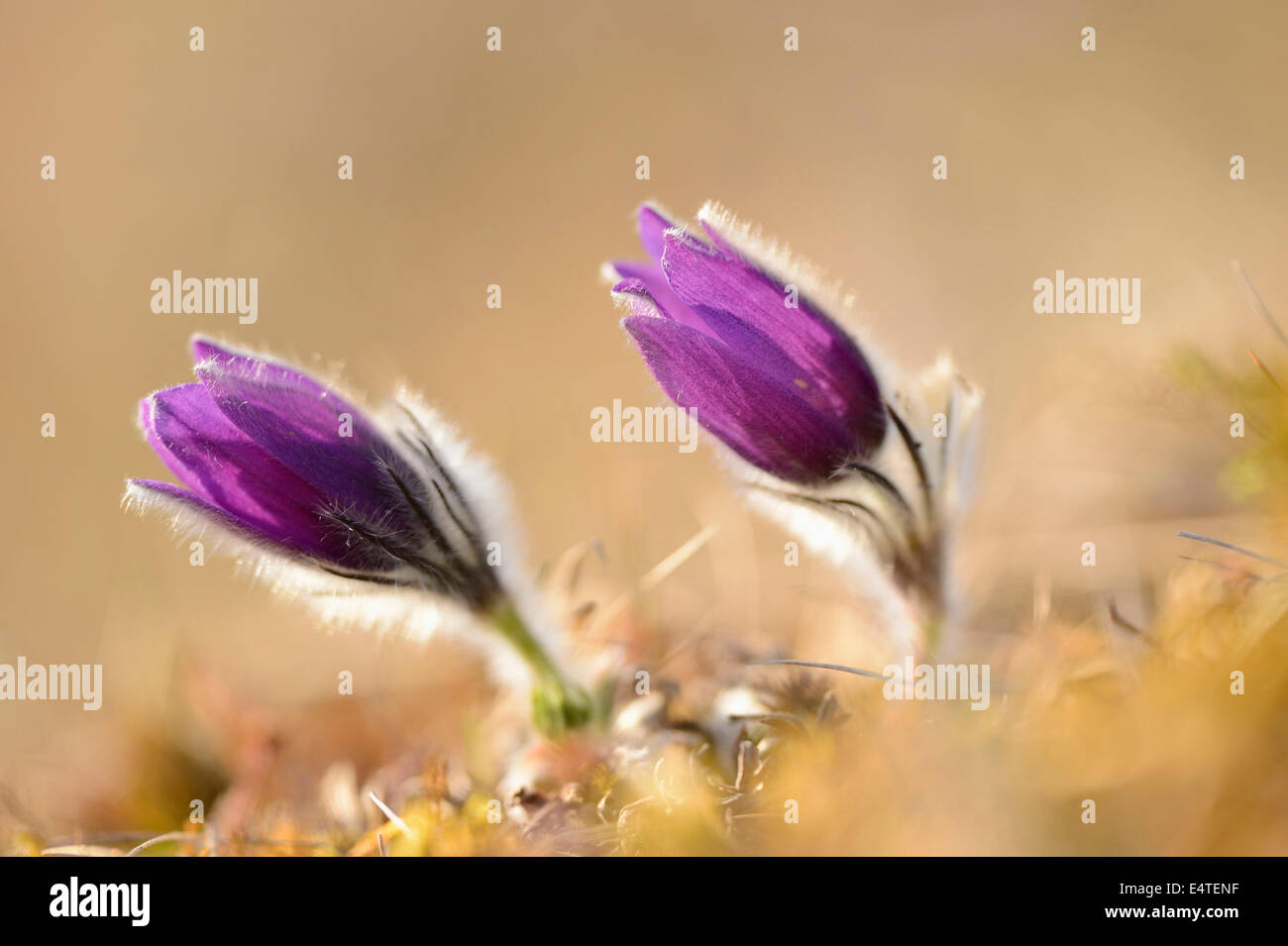 Pulsatilla (Pulsatilla vulgaris) fiorisce in pascoli in serata in primavera, Alto Palatinato, Baviera, Germania Foto Stock