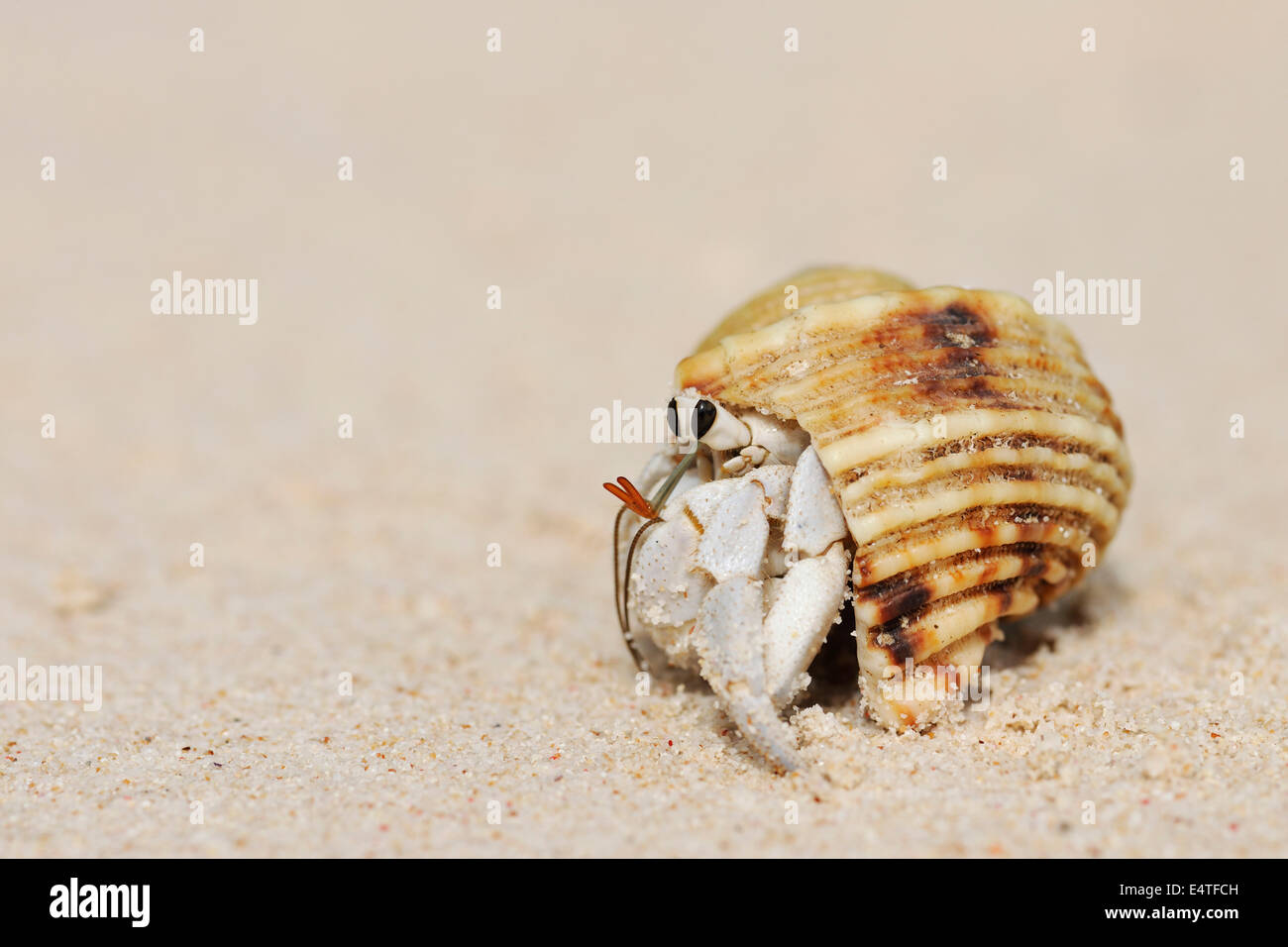 Il Granchio eremita (Anomura) sulla sabbia della spiaggia, La Digue, Seicelle Foto Stock