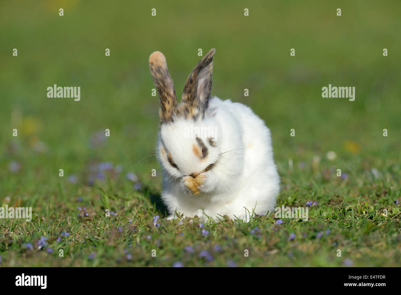 Ritratto di bambino Pulizia di coniglio è volto nella primavera del prato, Baviera, Germania Foto Stock