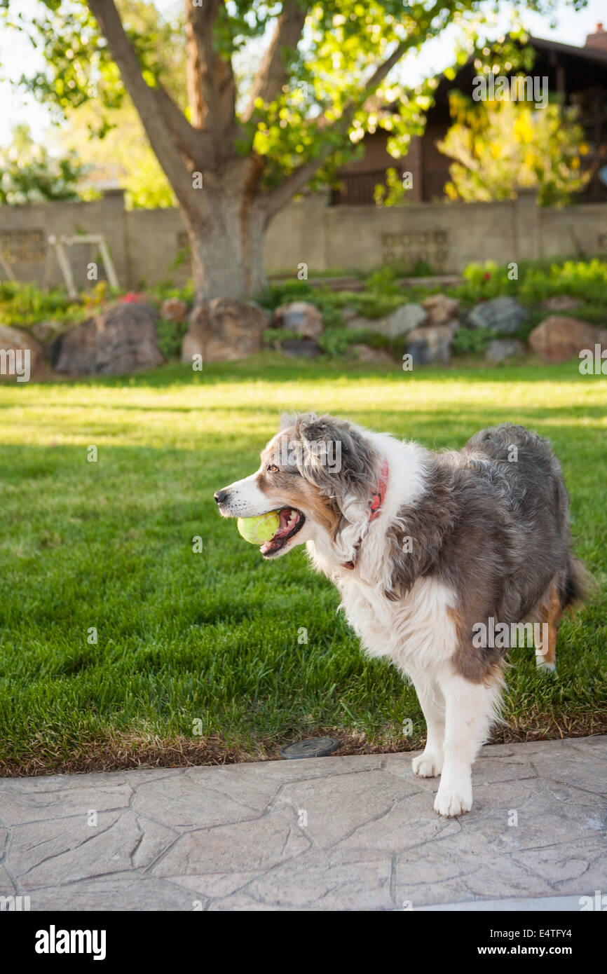 Pastore australiano cane con palla da tennis nel cortile, Utah, Stati Uniti d'America Foto Stock