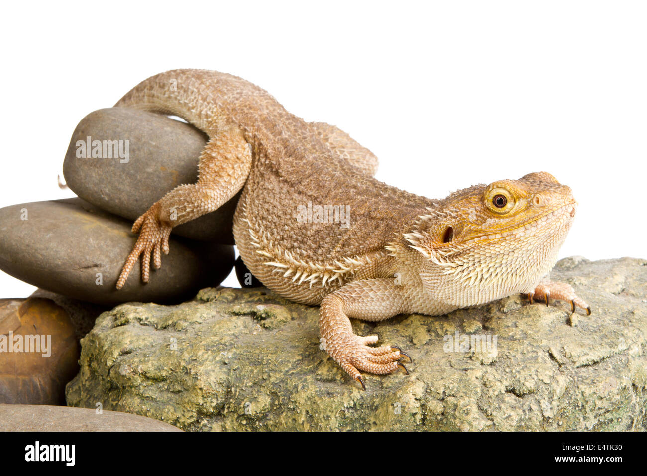 Drago barbuto su sfondo bianco. lizard isolati su sfondo bianco Foto Stock