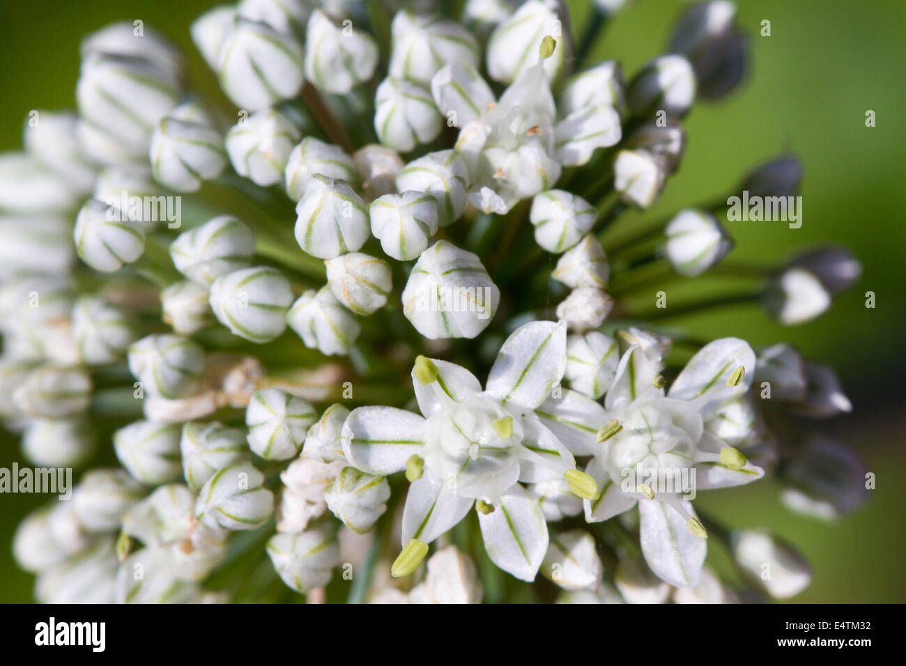 Onion palla di macro di fiori di fioritura di cipolla testa di fiori Foto Stock