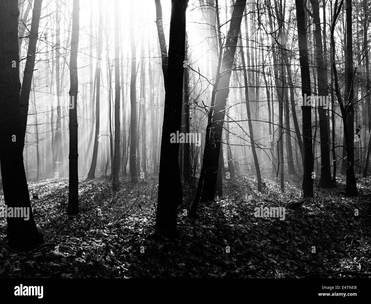 foresta di autunno 3 Foto Stock