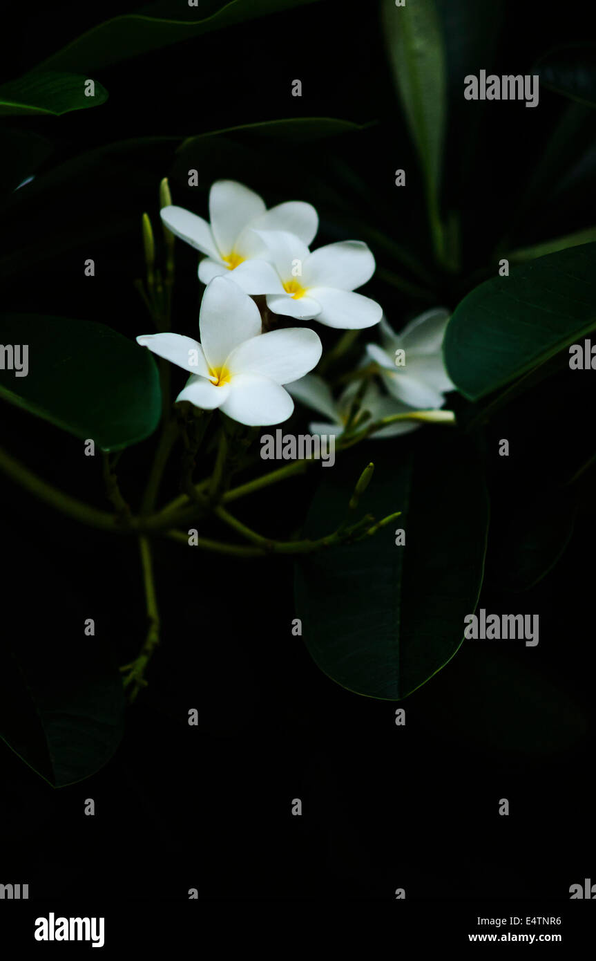 White plumeria rubra Foto Stock